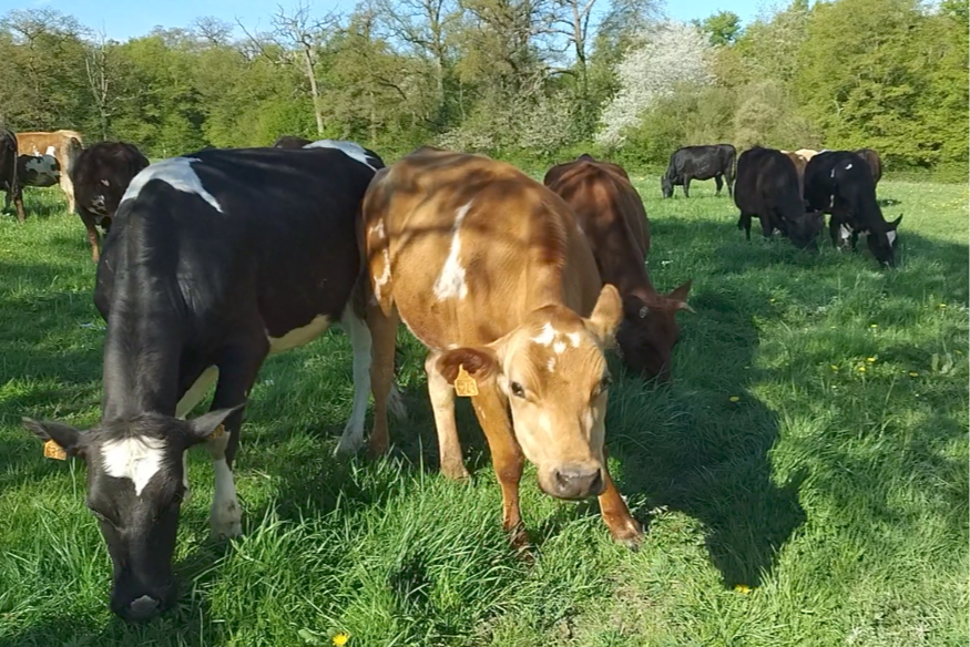 Le Parc naturel régional de l’Avesnois lance un nouveau parcours sur son appli gratuite Baladavesnois.